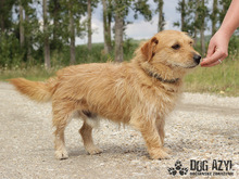 JOSHI, Hund, Jack Russell Terrier-Mix in Slowakische Republik - Bild 3
