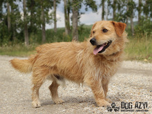 JOSHI, Hund, Jack Russell Terrier-Mix in Slowakische Republik - Bild 4