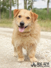 JOSHI, Hund, Jack Russell Terrier-Mix in Slowakische Republik - Bild 5
