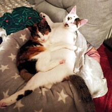 AMIRA, Katze, Hauskatze in Berlin - Bild 1