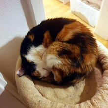 AMIRA, Katze, Hauskatze in Berlin - Bild 11