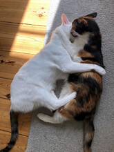 AMIRA, Katze, Hauskatze in Berlin - Bild 4