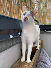 AMIRA, Katze, Hauskatze in Berlin - Bild 7