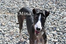 MINA, Hund, Galgo Español in Spanien - Bild 1