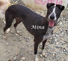 MINA, Hund, Galgo Español in Spanien - Bild 2
