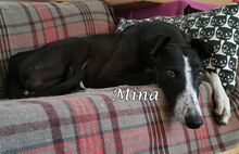 MINA, Hund, Galgo Español in Spanien - Bild 4