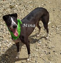 MINA, Hund, Galgo Español in Spanien - Bild 5