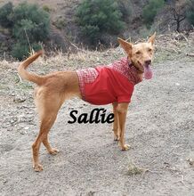 SALLIE, Hund, Podenco Andaluz in Spanien - Bild 1