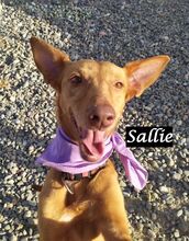 SALLIE, Hund, Podenco Andaluz in Spanien - Bild 2