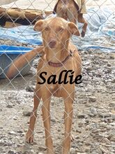 SALLIE, Hund, Podenco Andaluz in Spanien - Bild 3
