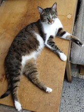 MALECHKA, Katze, Hauskatze in Bulgarien - Bild 1