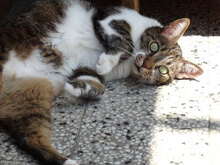 MALECHKA, Katze, Hauskatze in Bulgarien - Bild 8