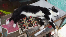 MURPHY, Katze, Hauskatze in Bulgarien - Bild 6