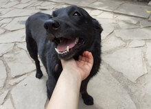 GUSTAV, Hund, Mischlingshund in Bulgarien - Bild 2