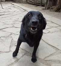 GUSTAV, Hund, Mischlingshund in Bulgarien - Bild 4