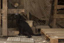 GUSTAV, Hund, Mischlingshund in Bulgarien - Bild 5