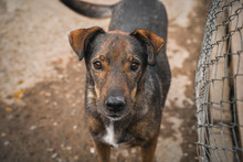 ASANCHO, Hund, Mischlingshund in Bulgarien - Bild 1