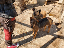 ASANCHO, Hund, Mischlingshund in Bulgarien - Bild 10
