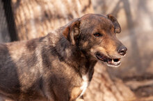 ASANCHO, Hund, Mischlingshund in Bulgarien - Bild 11