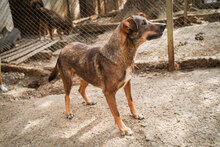 ASANCHO, Hund, Mischlingshund in Bulgarien - Bild 12