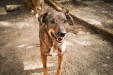ASANCHO, Hund, Mischlingshund in Bulgarien - Bild 13