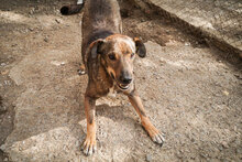 ASANCHO, Hund, Mischlingshund in Bulgarien - Bild 14