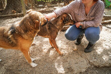 ASANCHO, Hund, Mischlingshund in Bulgarien - Bild 15