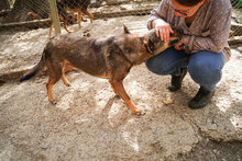 ASANCHO, Hund, Mischlingshund in Bulgarien - Bild 16