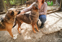 ASANCHO, Hund, Mischlingshund in Bulgarien - Bild 18