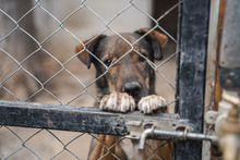 ASANCHO, Hund, Mischlingshund in Bulgarien - Bild 2