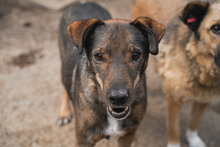 ASANCHO, Hund, Mischlingshund in Bulgarien - Bild 3