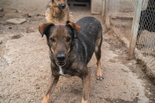 ASANCHO, Hund, Mischlingshund in Bulgarien - Bild 4