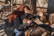 ASANCHO, Hund, Mischlingshund in Bulgarien - Bild 5