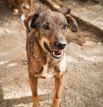 ASANCHO, Hund, Mischlingshund in Bulgarien - Bild 6