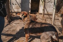 ASANCHO, Hund, Mischlingshund in Bulgarien - Bild 7