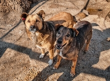 ASANCHO, Hund, Mischlingshund in Bulgarien - Bild 9