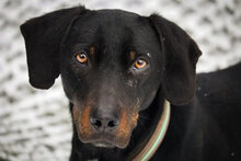 BAXTER, Hund, Mischlingshund in Bulgarien - Bild 1