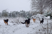 BAXTER, Hund, Mischlingshund in Bulgarien - Bild 11