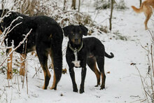 BAXTER, Hund, Mischlingshund in Bulgarien - Bild 2
