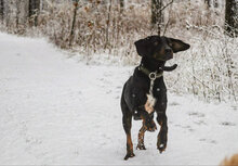 BAXTER, Hund, Mischlingshund in Bulgarien - Bild 4