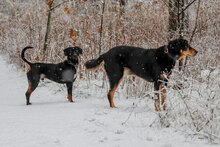 BAXTER, Hund, Mischlingshund in Bulgarien - Bild 6