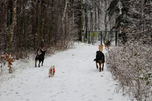 BAXTER, Hund, Mischlingshund in Bulgarien - Bild 8