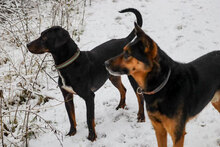 BAXTER, Hund, Mischlingshund in Bulgarien - Bild 9