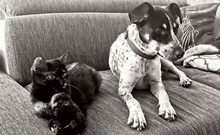 TIMMY, Hund, Mischlingshund in Österreich - Bild 2