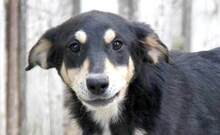 KEENA, Hund, Mischlingshund in Griechenland - Bild 1