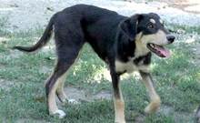 KEENA, Hund, Mischlingshund in Griechenland - Bild 2