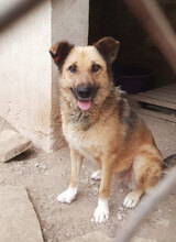 STEFKA, Hund, Mischlingshund in Bulgarien - Bild 1