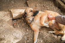 STEFKA, Hund, Mischlingshund in Bulgarien - Bild 10