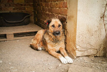 STEFKA, Hund, Mischlingshund in Bulgarien - Bild 11