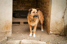 STEFKA, Hund, Mischlingshund in Bulgarien - Bild 12